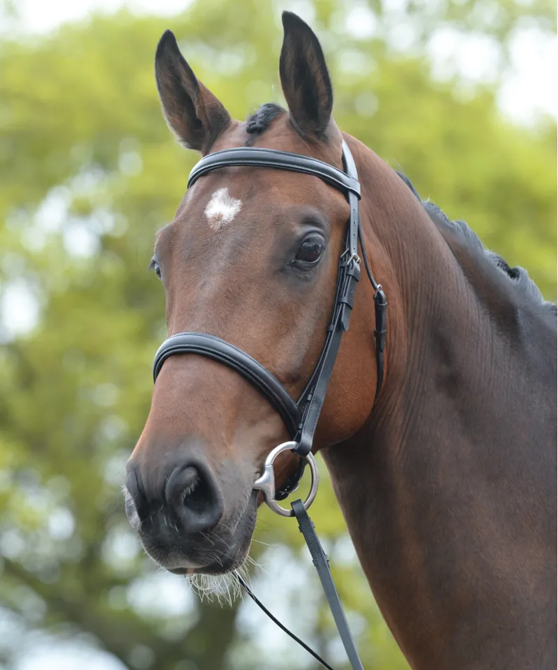 Kincade Cavesson Bridle II Brown